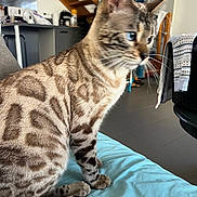 Zippo Et Pantoufle a rejoint le concours — aidez-le/la à gagner de superbes lots ! animal, blue_eyes, cat, closeup, cozy, curious, domestic, feline, fur, furniture, household, indoor, pet, side_view, sitting, staircase, striped, tabby, tail, whiskers