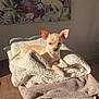 Babees a rejoint le concours — aidez-le/la à gagner de superbes lots ! art, blanket, chihuahua, colorful, cozy, cute, dog, foliage, fur, indoor, lips, painting, pet, puppy, relaxed, resting, small_dog, soft, sunlight, warm