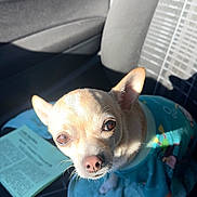 Babees a rejoint le concours — aidez-le/la à gagner de superbes lots ! animal, canine, car_interior, car_seat, chihuahua, curious, cute, document, dog, indoor, paper, pet, pet_clothing, seat, shadow, sitting, small_dog, sunlight, towel, window