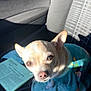 animal, canine, car_interior, car_seat, chihuahua, curious, cute, document, dog, indoor, paper, pet, pet_clothing, seat, shadow, sitting, small_dog, sunlight, towel, window