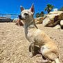 Babees participe au concours pour gagner de l'argent avec cette photo : animal, beach, blue_sky, canine, chihuahua, dog, gravel, nature, outdoor, palm_trees, pet, relaxation, rocks, sitting, small_dog, summer, sunlight, sunny, vacation, wet
