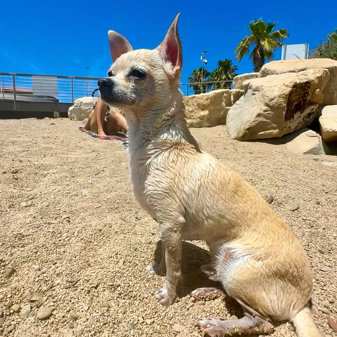 Babees participe au concours pour gagner de l'argent avec cette photo : animal, beach, blue_sky, canine, chihuahua, dog, gravel, nature, outdoor, palm_trees, pet, relaxation, rocks, sitting, small_dog, summer, sunlight, sunny, vacation, wet