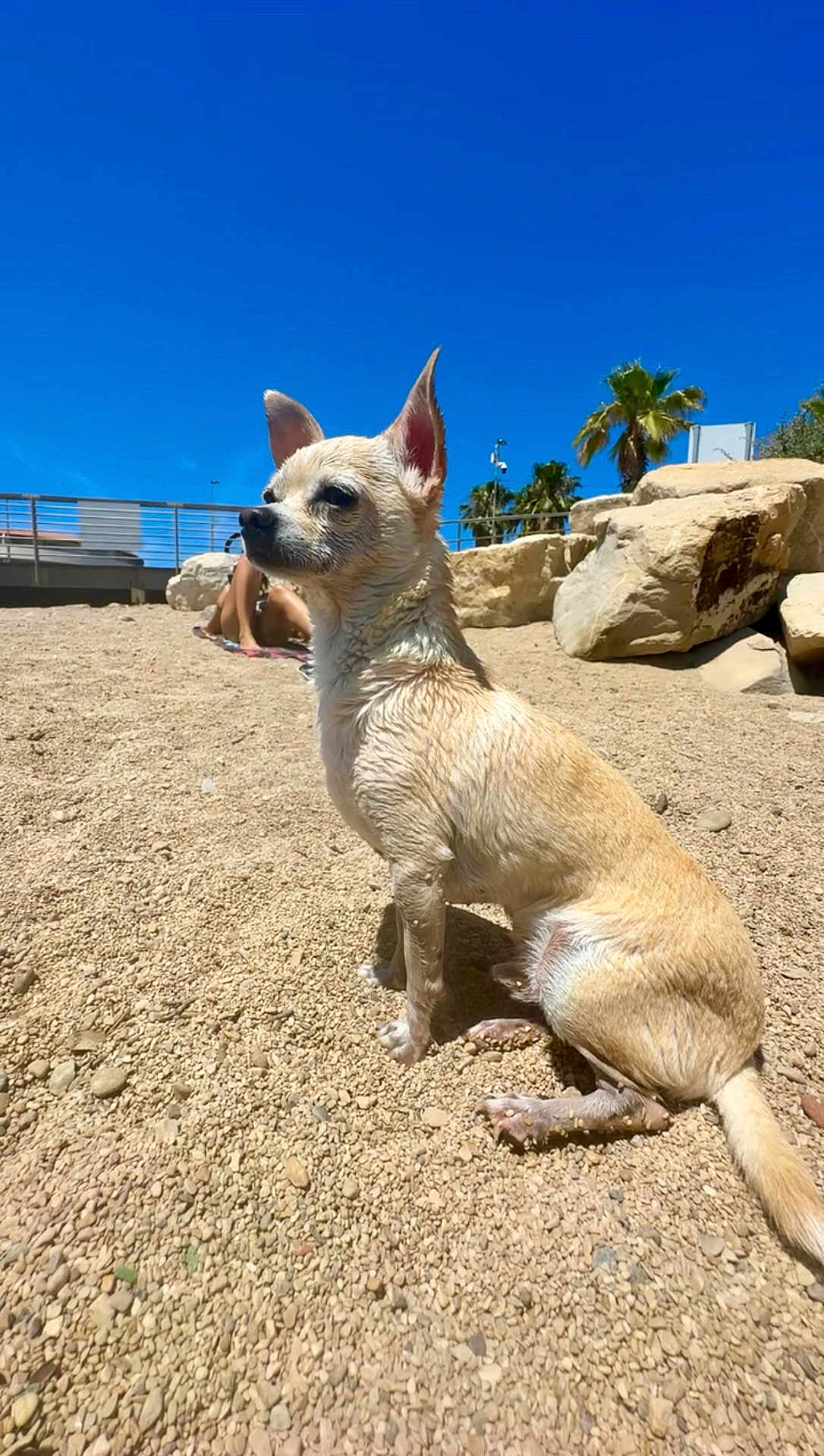 Babees participe au concours pour gagner de l'argent avec cette photo : animal, beach, blue_sky, canine, chihuahua, dog, gravel, nature, outdoor, palm_trees, pet, relaxation, rocks, sitting, small_dog, summer, sunlight, sunny, vacation, wet