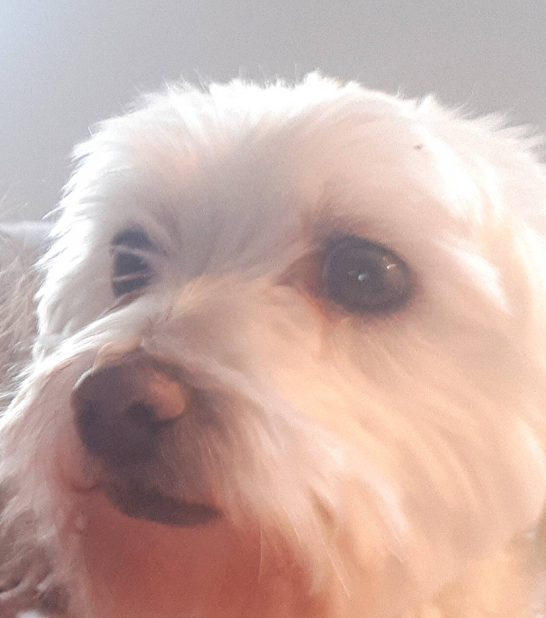 Bianco participe au concours pour gagner de l'argent avec cette photo : biewer_terrier, canidae, carnivore, close_up, cockapoo, companion_dog, dog, dog_breed, fur, liver, poodle_crossbreed, puppy_love, shih_poo, small_terrier, snout, sporting_group, terrier, toy_dog, water_dog, working_animal