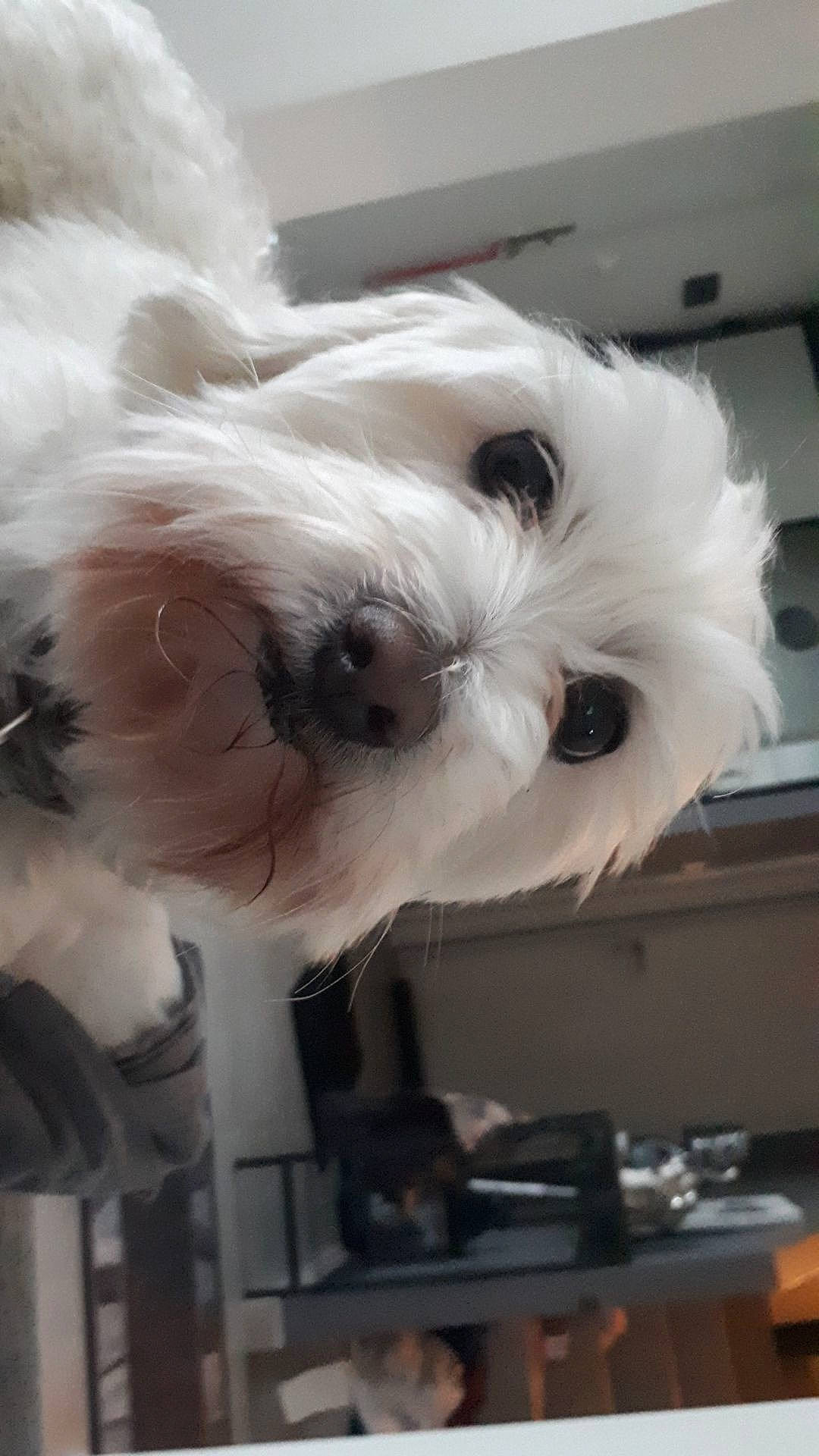 Bianco participe au concours pour gagner de l'argent avec cette photo : canidae, carnivore, chair, companion_dog, dog, dog_breed, eye, felidae, fur, hair, head, small_terrier, small_to_medium_sized_cats, snout, sporting_group, stuffed_toy, terrier, toy, toy_dog, whiskers