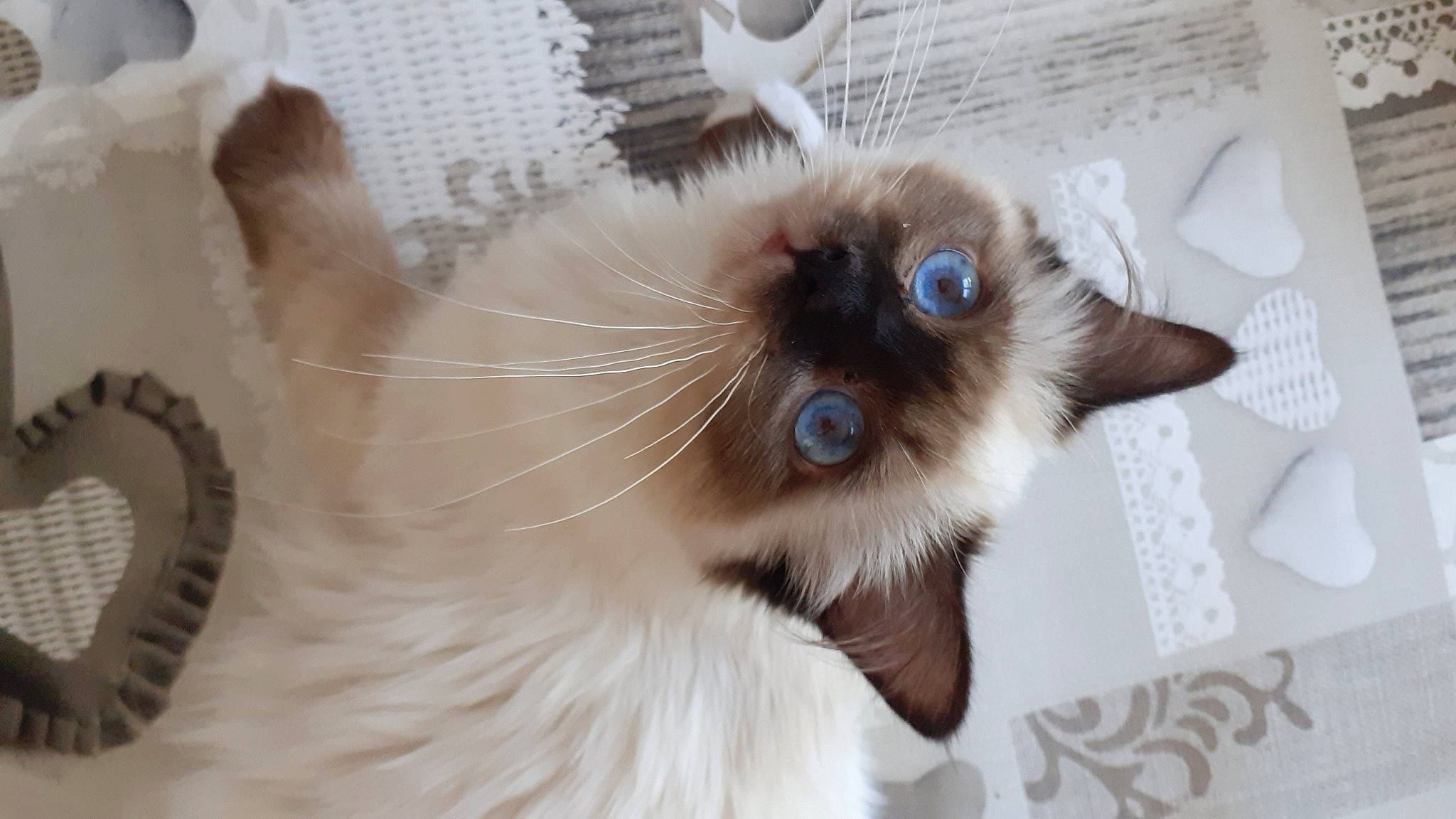 Lulu a rejoint le concours — aidez-le/la à gagner de superbes lots ! balinese, birman, carnivore, cat, domestic_short_haired_cat, fawn, felidae, fur, iris, paw, ragdoll, siamese, small_to_medium_sized_cats, snout, tail, terrestrial_animal, thai, whiskers