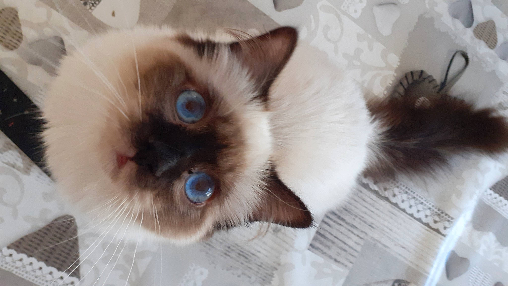 Lulu participe au concours pour gagner de l'argent avec cette photo : balinese, birman, carnivore, cat, fawn, felidae, fur, iris, siamese, small_to_medium_sized_cats, snout, thai, whiskers