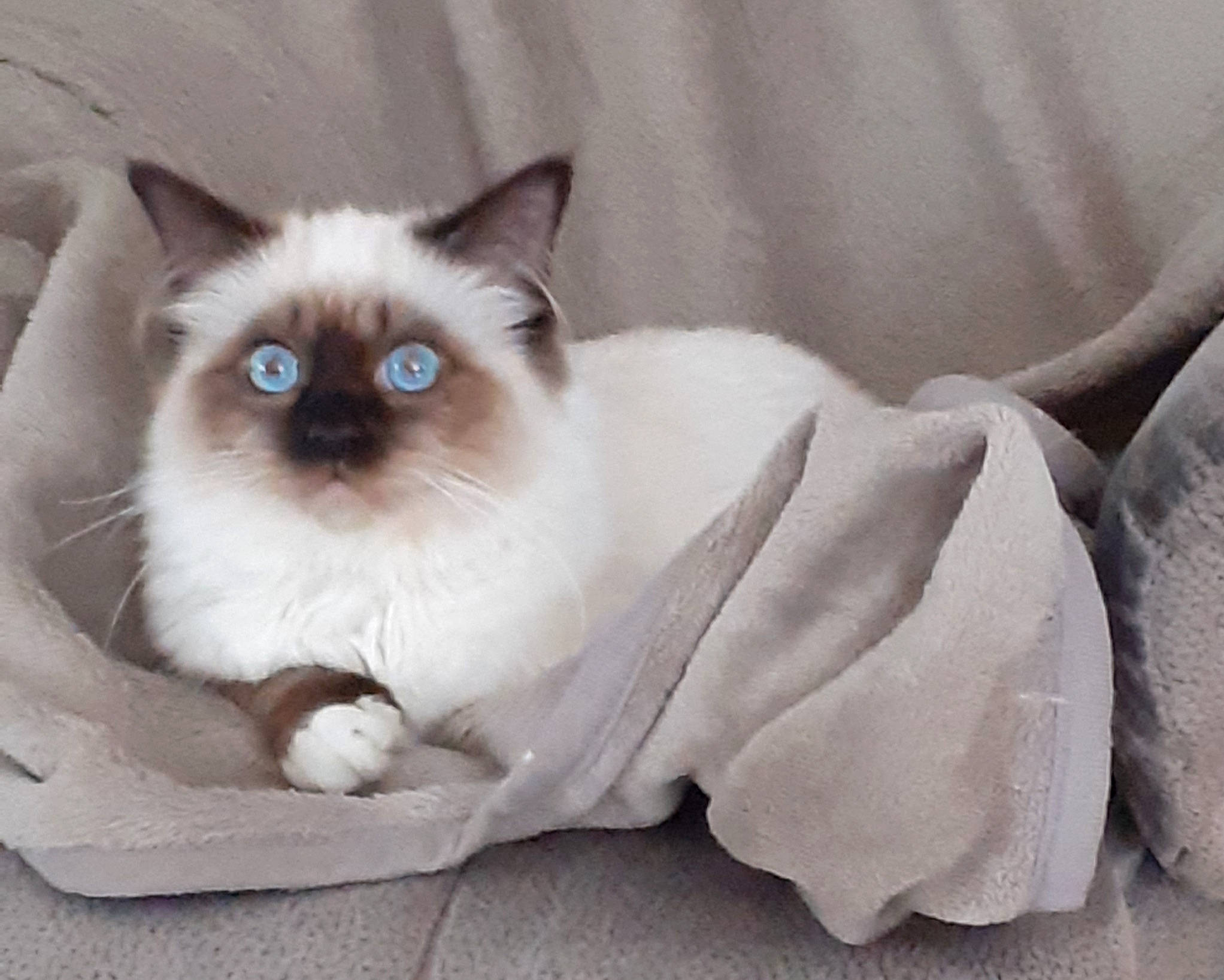Lulu participe au concours pour gagner de l'argent avec cette photo : balinese, birman, carnivore, cat, comfort, fawn, felidae, fur, iris, paw, siamese, small_to_medium_sized_cats, snout, tonkinese, whiskers