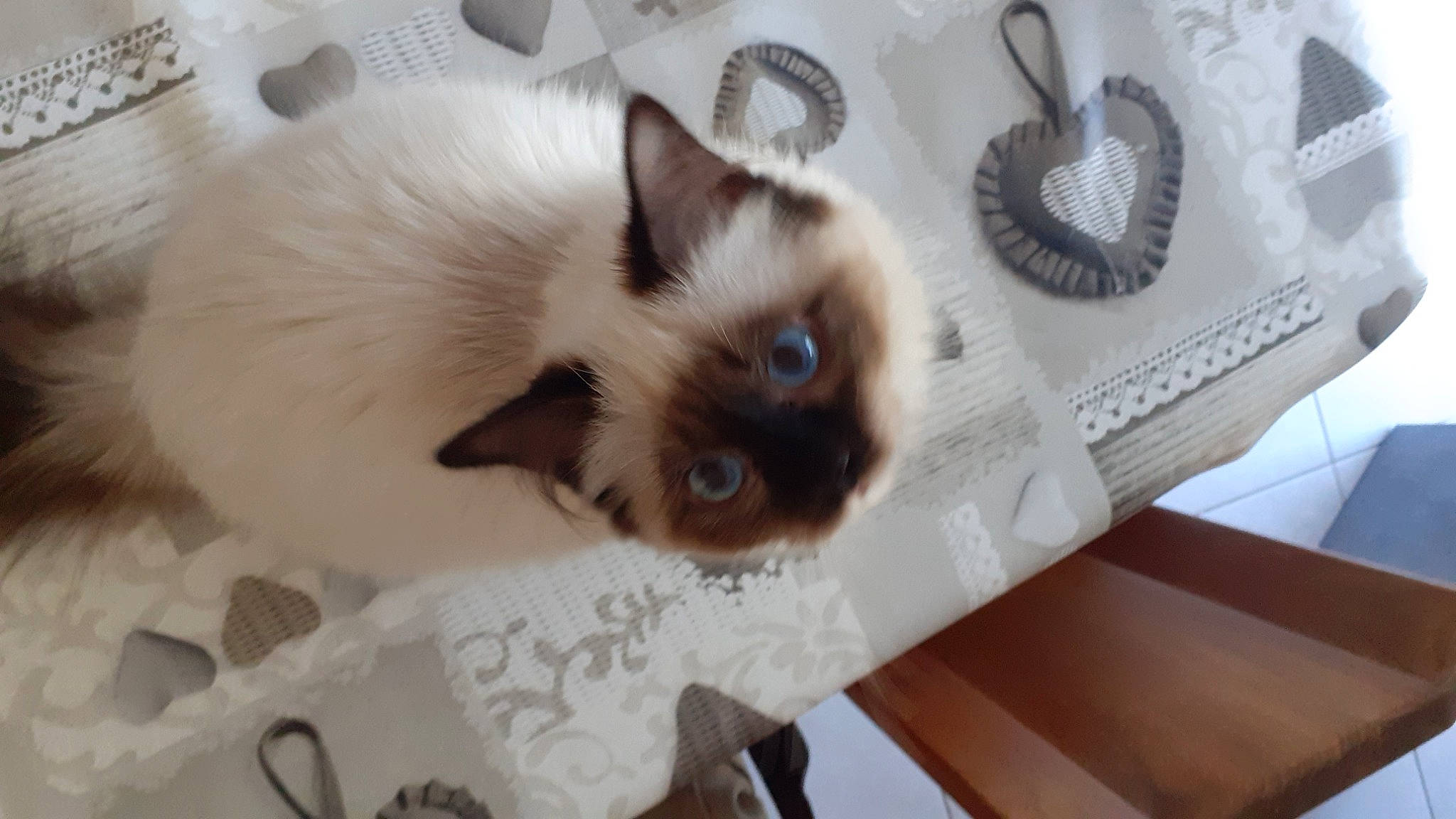 Lulu participe au concours pour gagner de l'argent avec cette photo : balinese, birman, carnivore, cat, eye, eyelash, fawn, felidae, fur, siamese, small_to_medium_sized_cats, snout, tail, terrestrial_animal, thai, whiskers