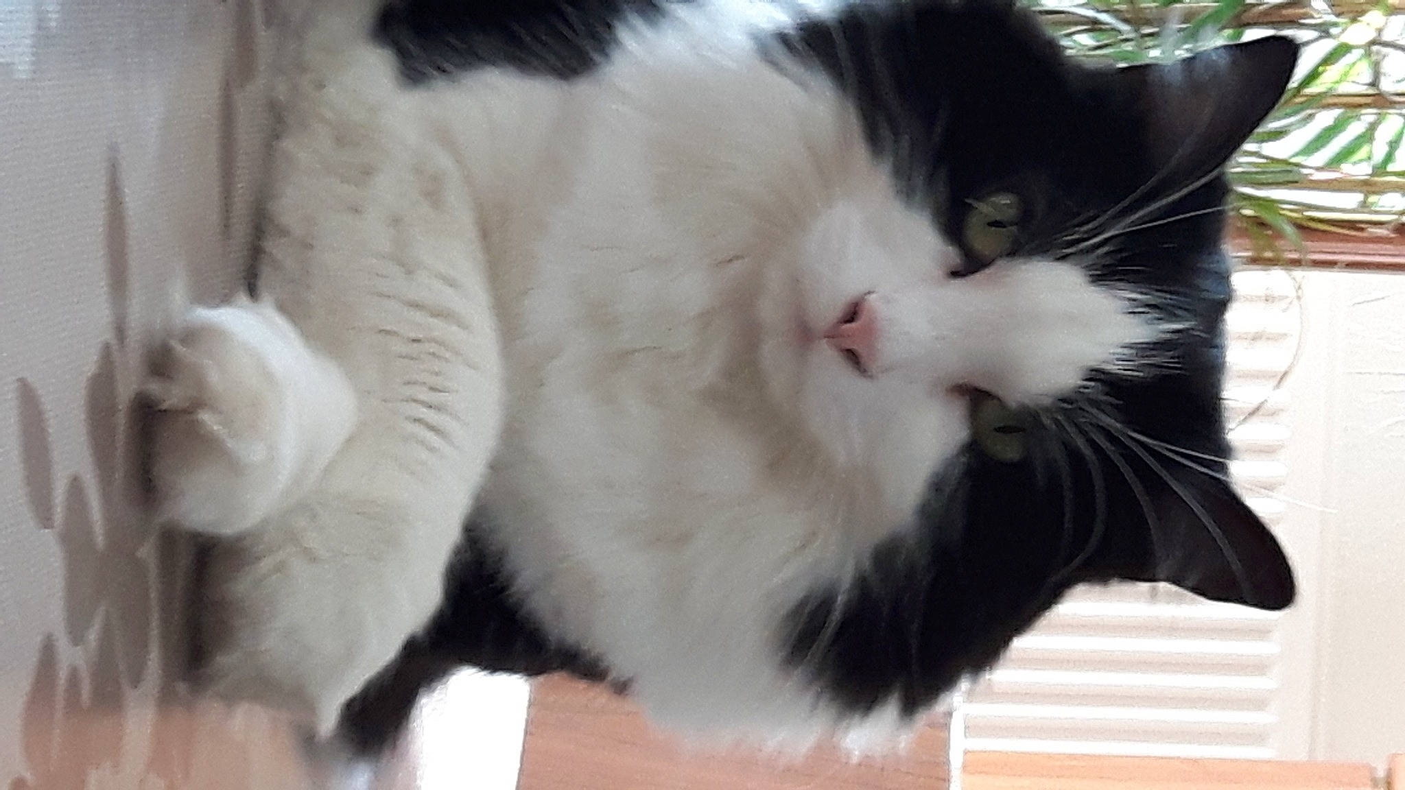 Kikouyou participe au concours pour gagner de l'argent avec cette photo : carnivore, cat, claw, domestic_short_haired_cat, felidae, formal_wear, fur, iris, paw, plant, small_to_medium_sized_cats, snout, tail, terrestrial_animal, whiskers, window