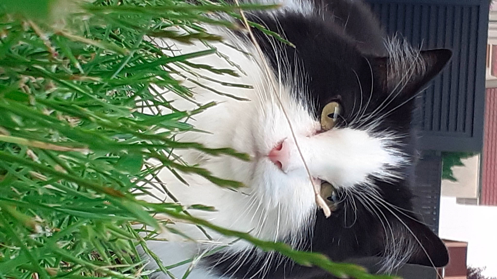 Kikouyou a rejoint le concours — aidez-le/la à gagner de superbes lots ! carnivore, cat, close_up, conifer, domestic_short_haired_cat, evergreen, felidae, flowering_plant, fur, grass, larch, pine, plant, small_to_medium_sized_cats, snout, tail, terrestrial_plant, tree, twig, whiskers