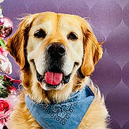 Max participe au concours pour gagner de l'argent avec cette photo : dog, golden_retriever, bandana, blue_bandana, pet, portrait, smiling, happy, fur, animal, domestic_animal, indoor, holiday_decorations, christmas_tree, ornaments, purple_background, closeup, cute, friendly, canine