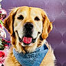 dog, golden_retriever, bandana, blue_bandana, pet, portrait, smiling, happy, fur, animal, domestic_animal, indoor, holiday_decorations, christmas_tree, ornaments, purple_background, closeup, cute, friendly, canine