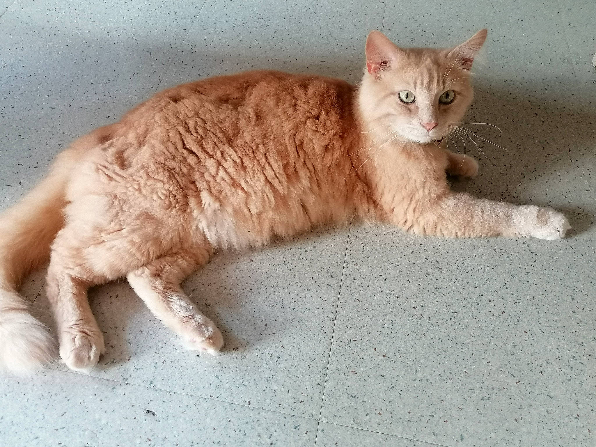 Naico participe au concours pour gagner de l'argent avec cette photo : carnivore, cat, cat_supply, claw, comfort, domestic_short_haired_cat, eye, fawn, felidae, fur, laperm, paw, sitting, small_to_medium_sized_cats, tail, terrestrial_animal, whiskers