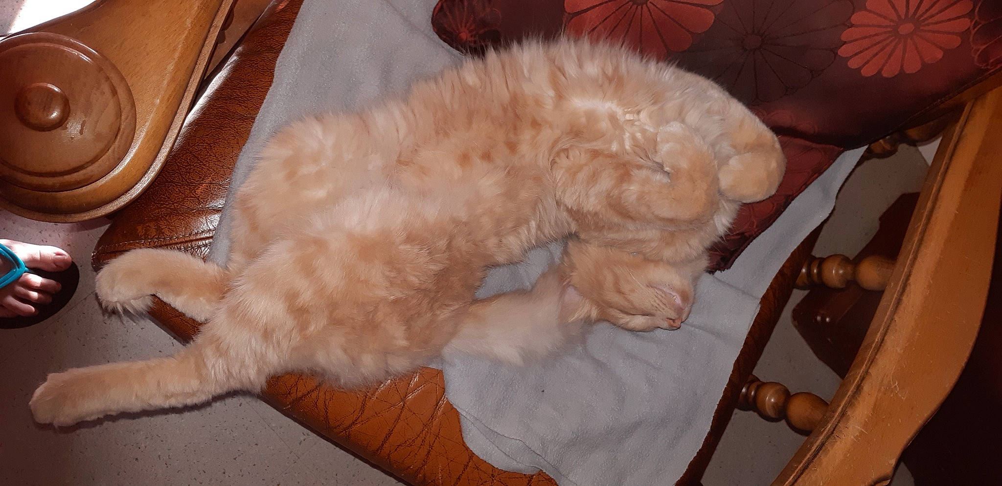 Naico participe au concours pour gagner de l'argent avec cette photo : canidae, carnivore, cat, chair, claw, comfort, companion_dog, dog_breed, duvet, fawn, felidae, fur, paw, small_to_medium_sized_cats, snout, sporting_group, tail, terrier, toy_dog, whiskers