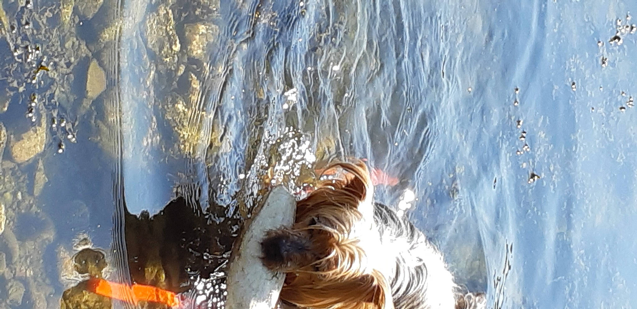 Filou participe au concours pour gagner de l'argent avec cette photo : boats_and_boating_equipment_and_supplies, canidae, carnivore, companion_dog, dog, dog_breed, freezing, fun, fur, grass, lake, people_in_nature, reflection, sporting_group, sunlight, water, water_feature, wind_wave, winter, wood