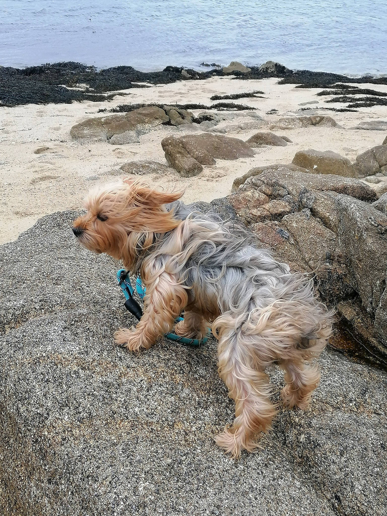 Filou a rejoint le concours — aidez-le/la à gagner de superbes lots ! beach, bedrock, border_terrier, carnivore, coast, companion_dog, dog, dog_breed, headland, ocean, rock, sand, sky, small_terrier, soil, sporting_group, terrier, vertebrate, water, wind_wave