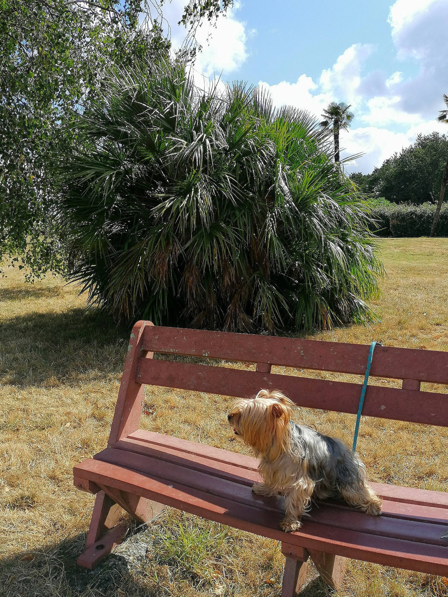 Filou a rejoint le concours — aidez-le/la à gagner de superbes lots ! carnivore, chair, cloud, companion_dog, dog, dog_breed, fawn, grass, grass_family, landscape, leisure, outdoor_bench, outdoor_furniture, plant, shade, sky, tail, toy_dog, tree, wood