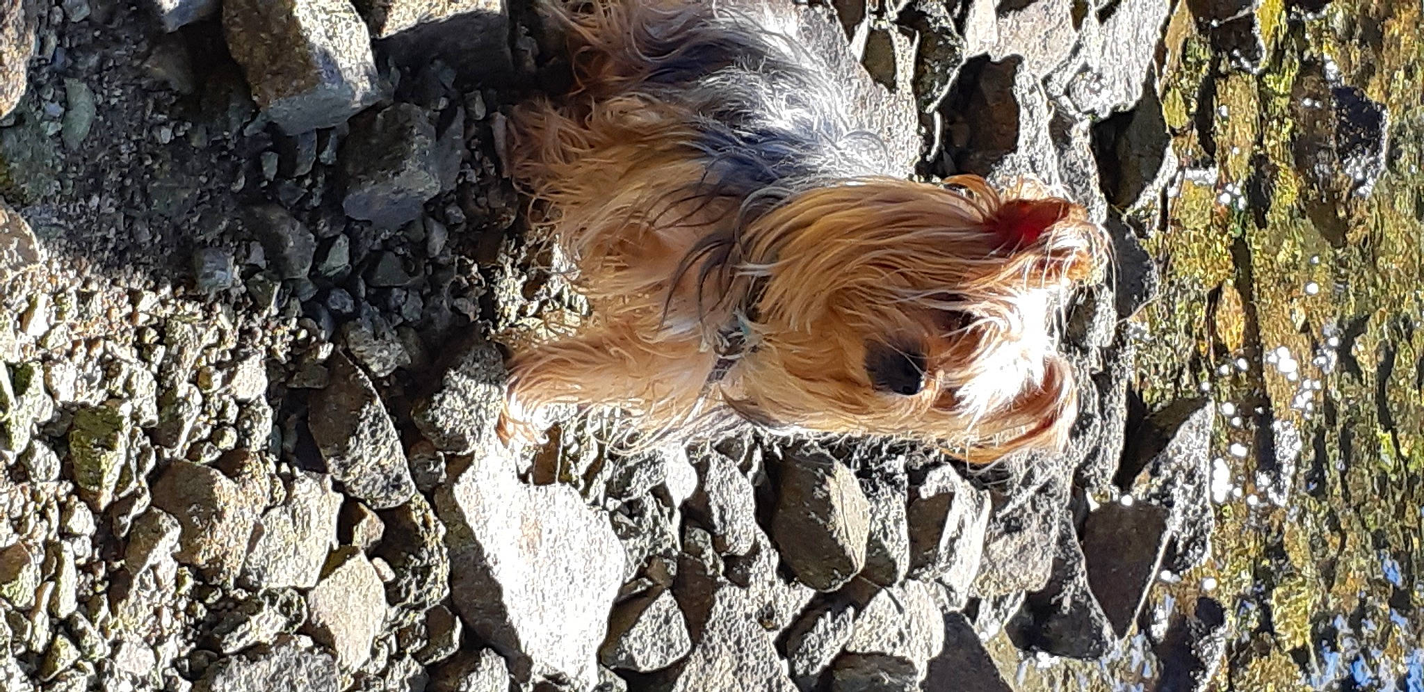 Filou a rejoint le concours — aidez-le/la à gagner de superbes lots ! art, asphalt, bedrock, canidae, dog_breed, fawn, fur, landscape, pattern, road_surface, rock, soil, sporting_group, tail, terrestrial_animal, tree, trunk, wood