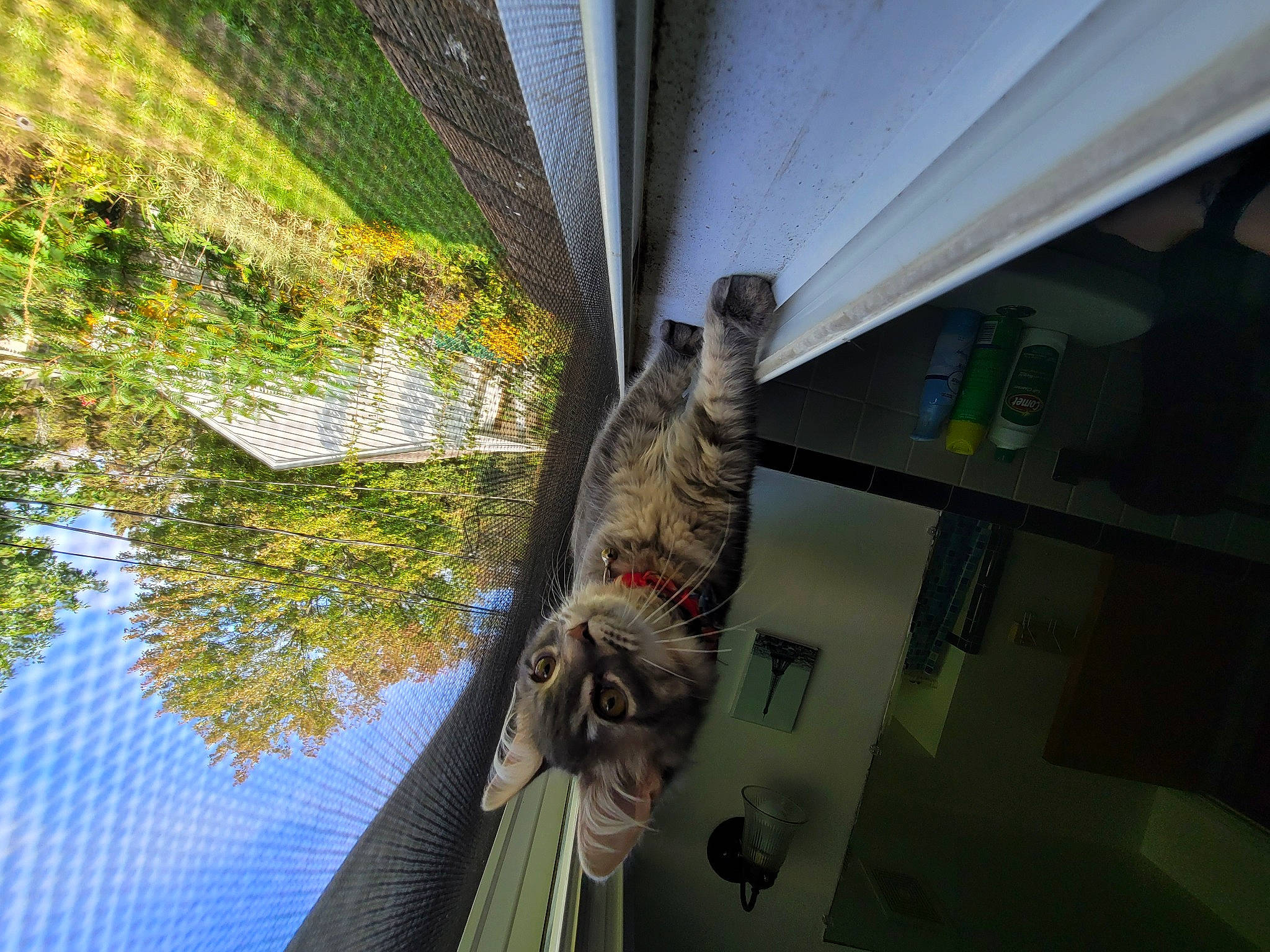 Binks is registered to the contest to win money with this photo: adaptation, architecture, ceiling, plant