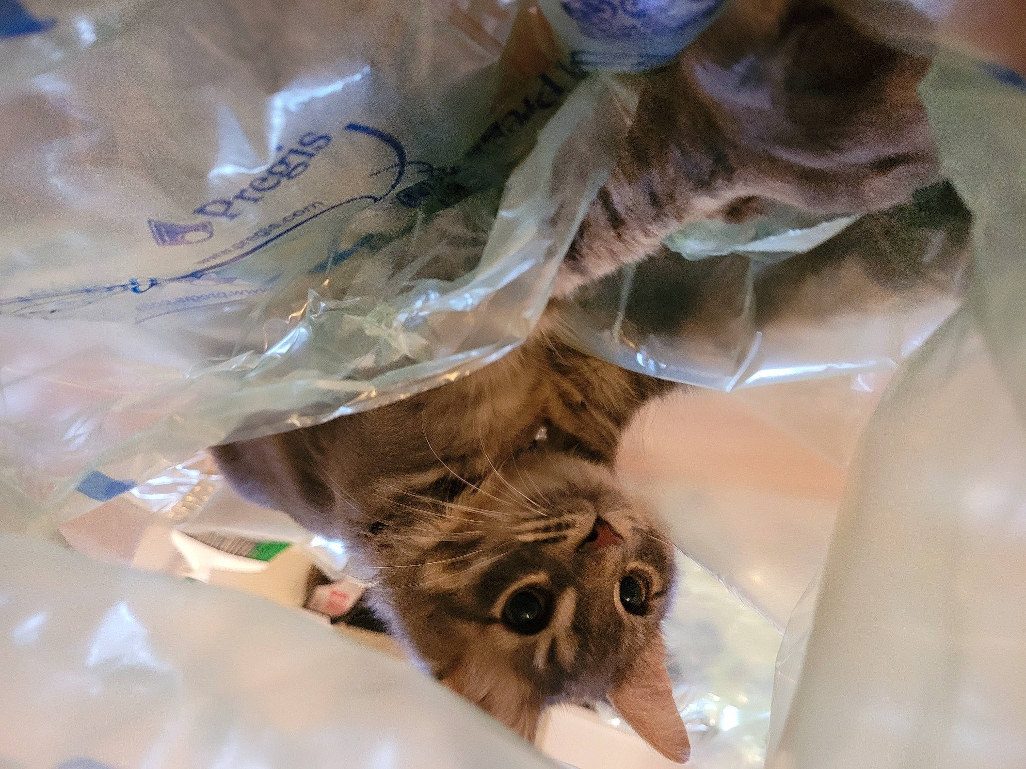 Binks joined the competition — help win amazing prizes! cat, fawn, felidae, fur, kitten, organism, plastic_bag, small_to_medium_sized_cats, whiskers