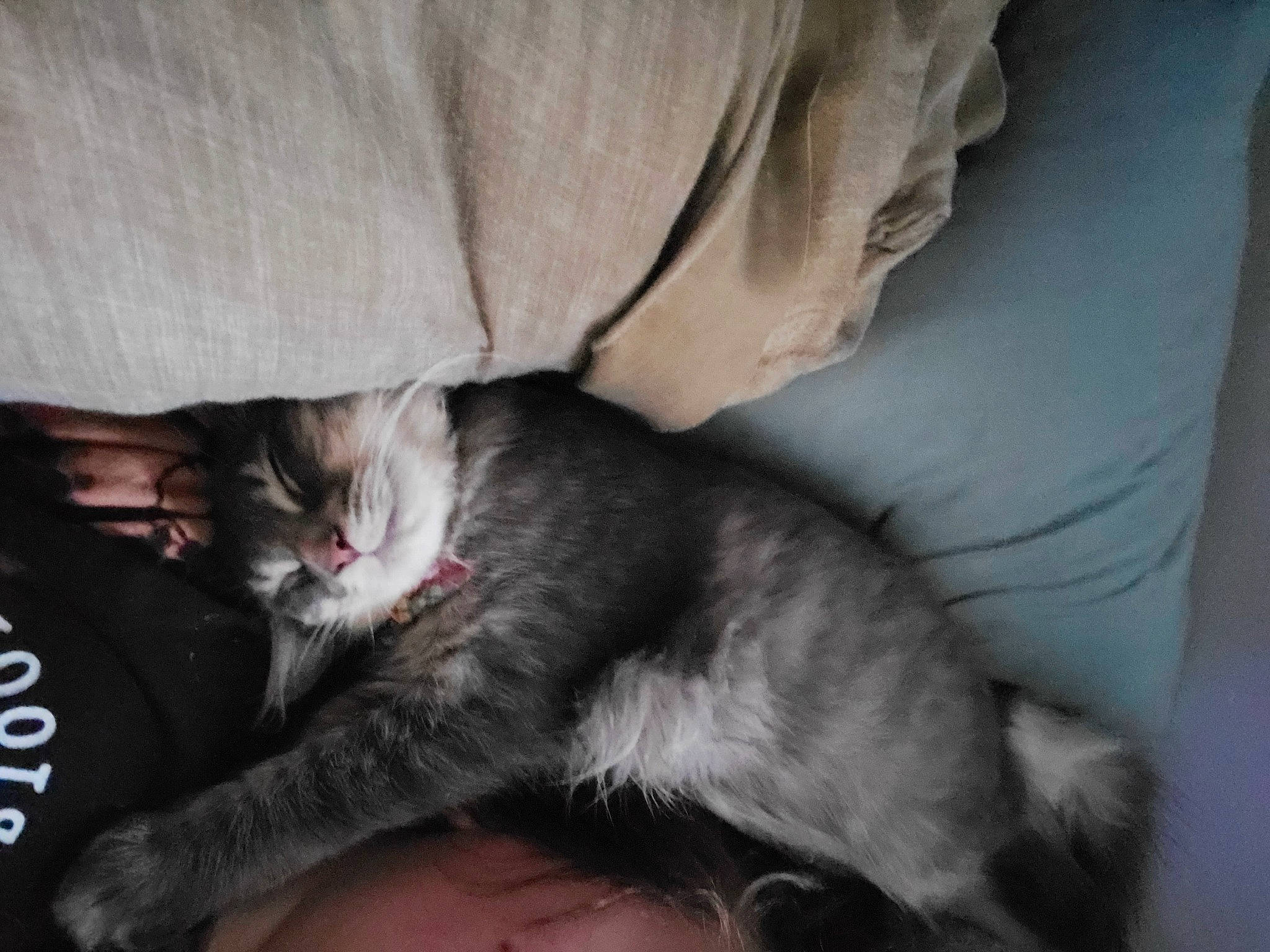 Binks is registered to the contest to win money with this photo: asian, carnivore, cat, claw, domestic_short_haired_cat, ear, european_shorthair, facial_expression, felidae, fur, kitten, mammal, nap, nebelung, small_to_medium_sized_cats, snout, tail, whiskers