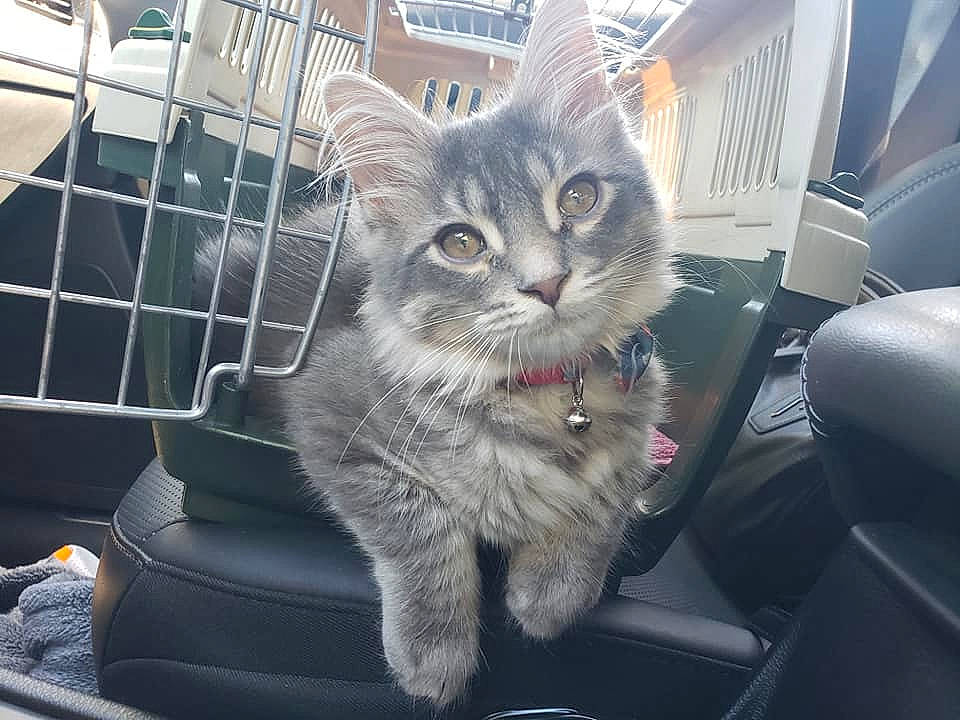 Binks joined the competition — help win amazing prizes! american_shorthair, asian, british_semi_longhair, car, carnivore, cat, domestic_short_haired_cat, dragon_li, european_shorthair, felidae, fur, kitten, leg, mammal, pixie_bob, siberian, small_to_medium_sized_cats, tabby_cat, vehicle, whiskers