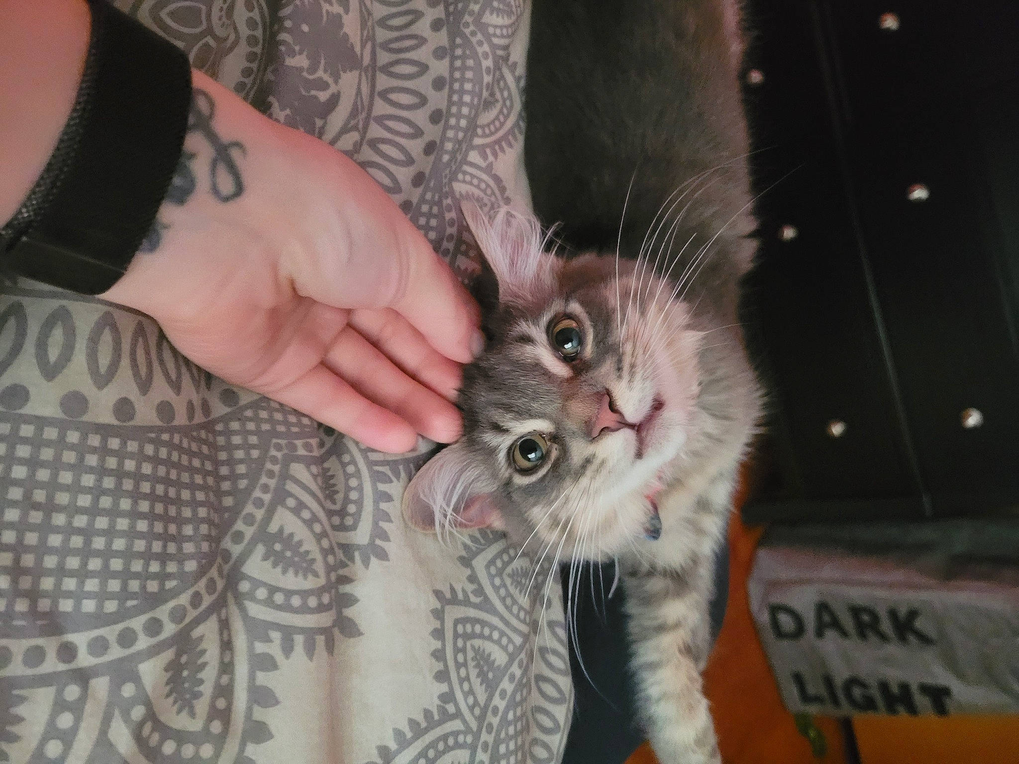 Binks is registered to the contest to win money with this photo: american_curl, american_shorthair, asian, carnivore, cat, claw, domestic_short_haired_cat, european_shorthair, felidae, gesture, hand, kitten, mammal, polydactyl_cat, small_to_medium_sized_cats, whiskers