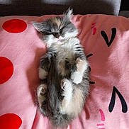 Daisy a rejoint le concours — aidez-le/la à gagner de superbes lots ! kitten, cat, sleeping, fluffy, pink_pillow, red_dots, cute, pet, animal, resting, feline, soft, cozy, indoor, adorable, fur, small, paw, whiskers, relaxation