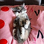 kitten, cat, sleeping, fluffy, pink_pillow, red_dots, cute, pet, animal, resting, feline, soft, cozy, indoor, adorable, fur, small, paw, whiskers, relaxation