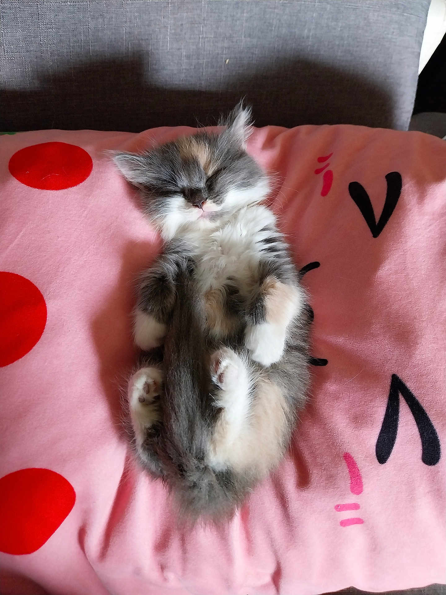 Daisy a rejoint le concours — aidez-le/la à gagner de superbes lots ! kitten, cat, sleeping, fluffy, pink_pillow, red_dots, cute, pet, animal, resting, feline, soft, cozy, indoor, adorable, fur, small, paw, whiskers, relaxation