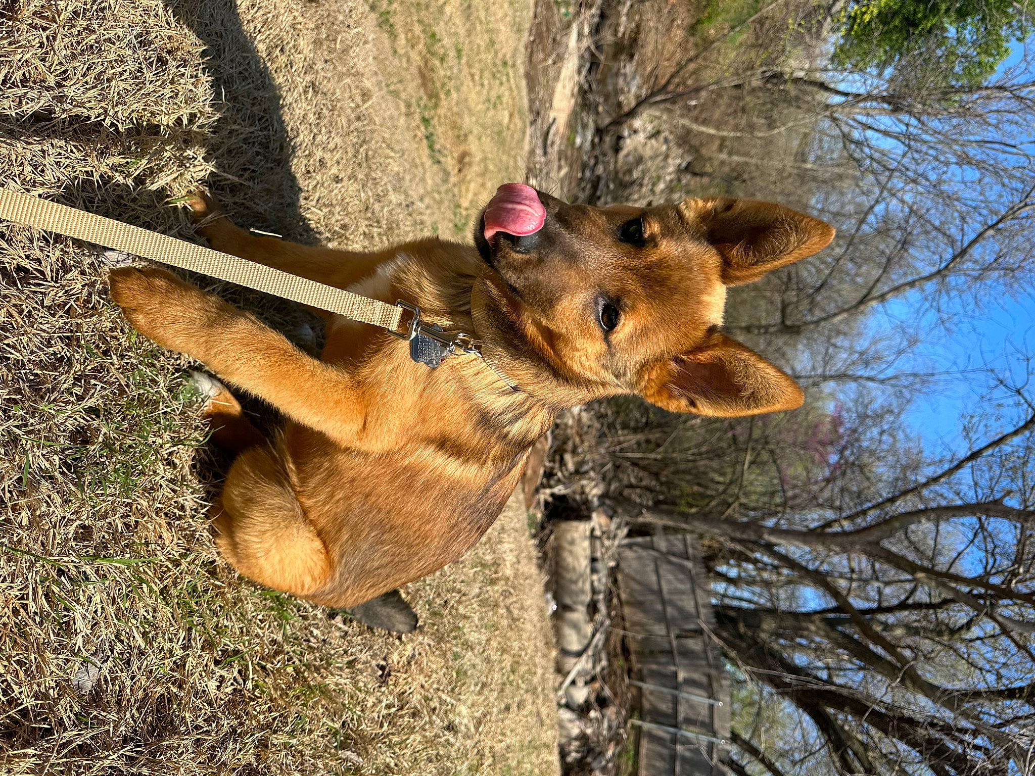 Knox is registered to the contest to win money with this photo: adventure, bat, canidae, fawn, natural_material, plant, safari, sky, snout, terrestrial_animal, tree, trunk, twig, wildlife, wood, working_animal