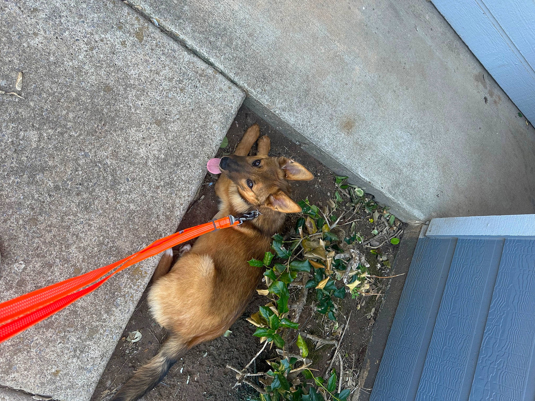 Knox joined the competition — help win amazing prizes! asphalt, carnivore, collar, companion_dog, concrete, dog, dog_breed, dog_collar, dog_supply, fawn, grass, leash, pet_supply, road_surface, shadow, sidewalk, snout, sporting_group, tail, working_animal