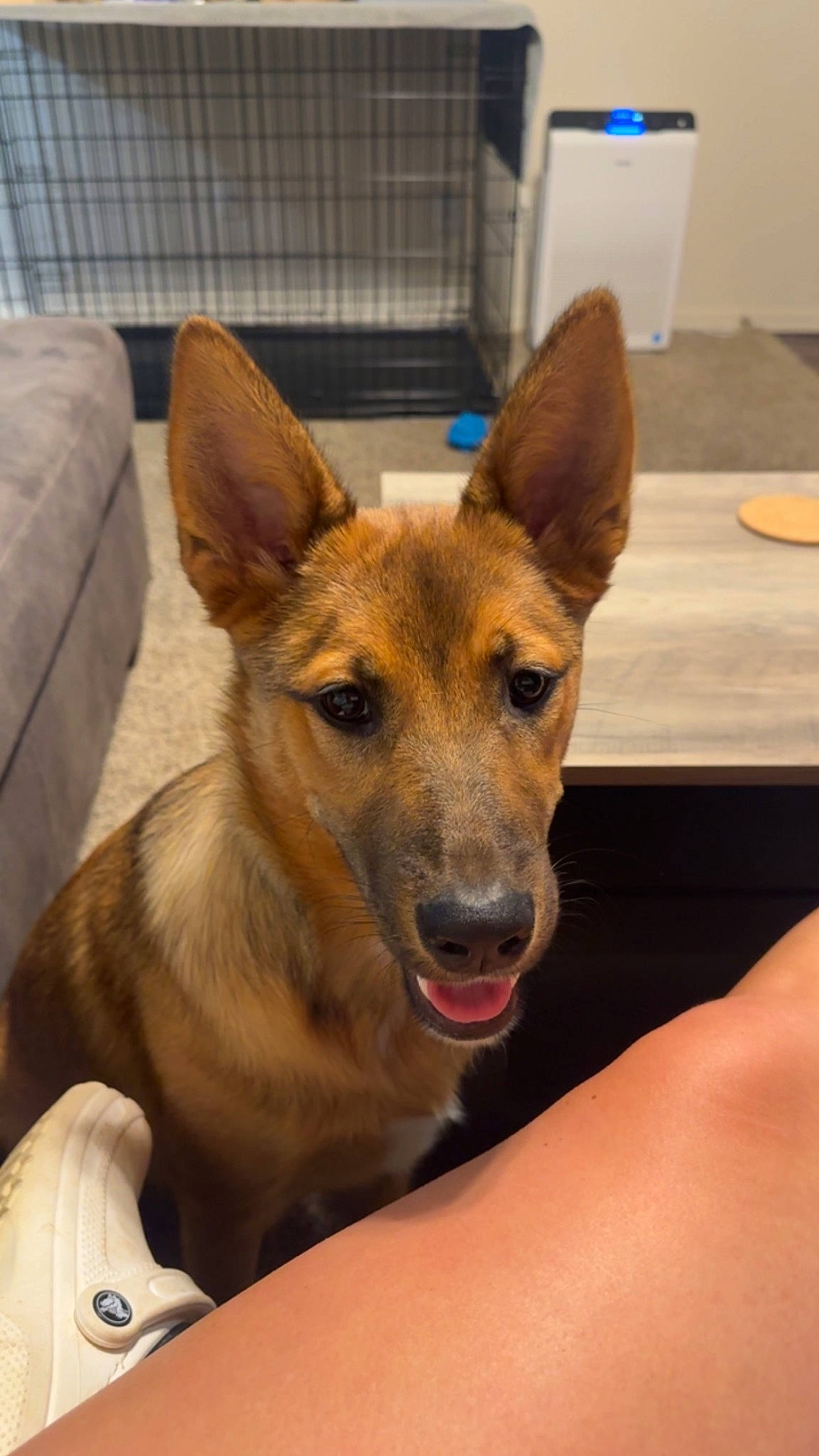 Knox is registered to the contest to win money with this photo: canidae, carnivore, comfort, companion_dog, couch, dog, dog_breed, fawn, flooring, fur, german_shepherd_dog, hardwood, herding_dog, snout, sporting_group, terrestrial_animal, whiskers, wood, working_animal, working_dog