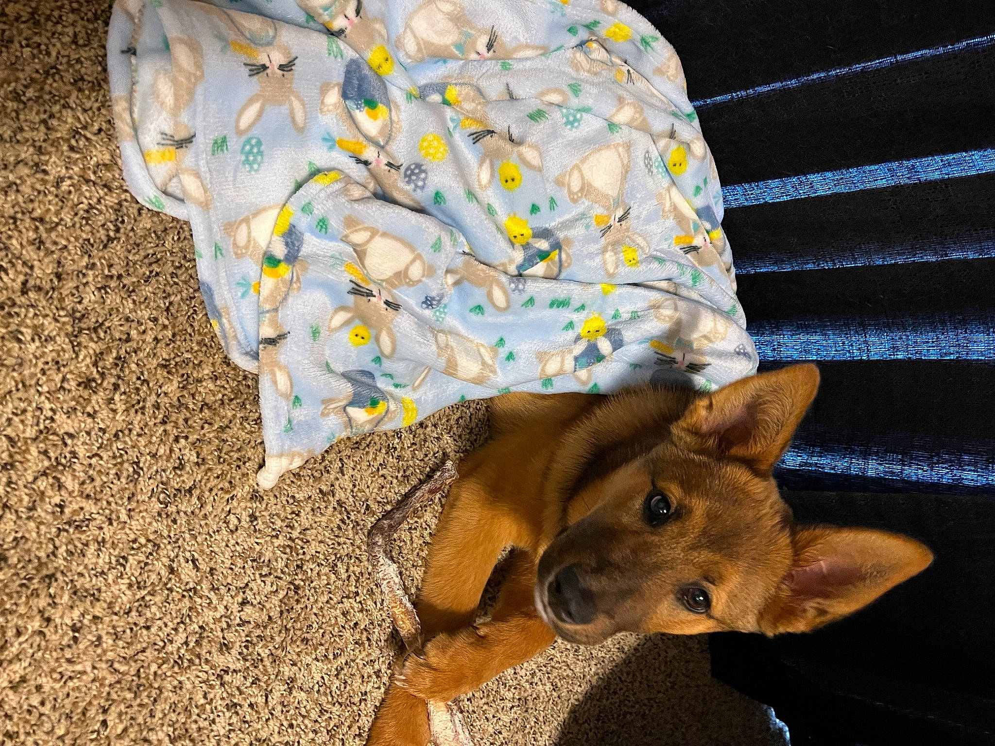 Knox joined the competition — help win amazing prizes! basenji, canidae, canis, carnivore, companion_dog, dog, dog_breed, fashion_accessory, fawn, felidae, fur, paw, pet_supply, small_to_medium_sized_cats, sporting_group, tail, terrestrial_animal, toy_dog, whiskers, working_animal