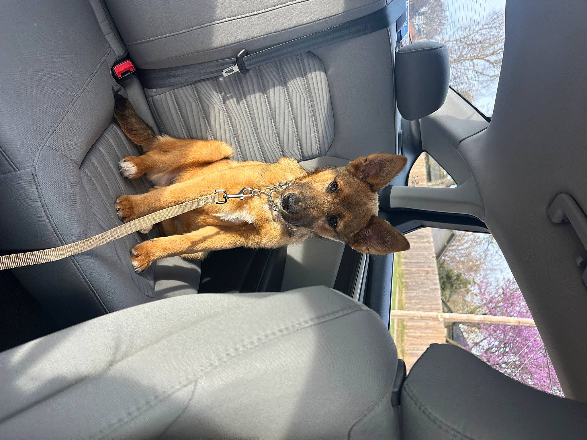 Knox is registered to the contest to win money with this photo: auto_part, automotive_exterior, automotive_window_part, car, car_seat, car_seat_cover, carnivore, comfort, companion_dog, dog, dog_breed, fawn, felidae, motor_vehicle, small_to_medium_sized_cats, tints_and_shades, vehicle, vehicle_door, window, windshield