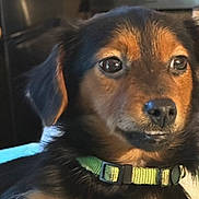 Diesel is registered to the contest to win money with this photo: dog, close_up, pet, indoor, collar, brown_fur, black_fur, animal, cute, face, ears, eyes, snout, fur, domestic_animal, looking_away, young_dog, companion, portrait, alert