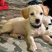 Tanner is registered to the contest to win money with this photo: puppy, dog, toy, plush_toy, cow_toy, carpet, indoor, collar, cute, pet, animal, laying_down, small_dog, floor, playful, stuffed_animal, fur, ears, black_nose, young_dog