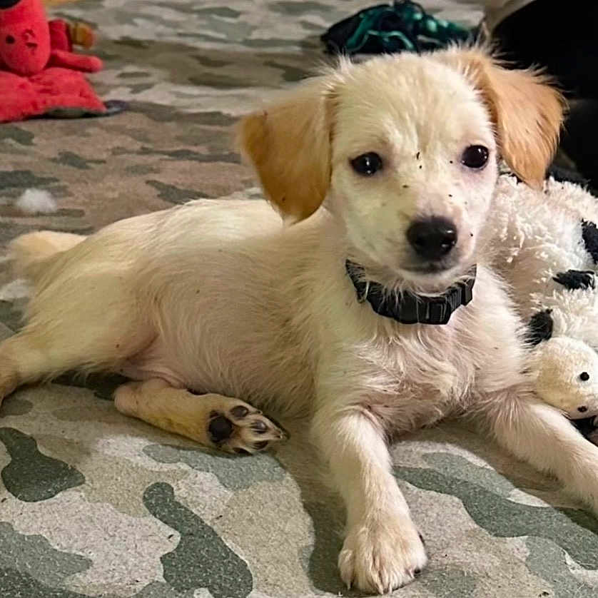 Tanner is registered to the contest to win money with this photo: puppy, dog, toy, plush_toy, cow_toy, carpet, indoor, collar, cute, pet, animal, laying_down, small_dog, floor, playful, stuffed_animal, fur, ears, black_nose, young_dog