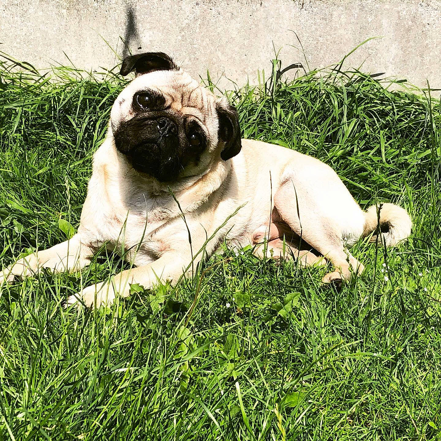 Doug is registered to the contest to win money with this photo: canidae, carnivore, companion_dog, dog, dog_breed, fawn, grass, grassland, groundcover, people_in_nature, plant, pug, sitting, snout, sporting_group, terrestrial_animal, toy_dog, whiskers, working_animal, wrinkle