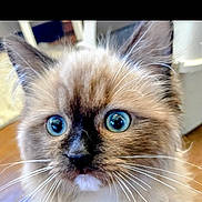 Happy joined the competition — help win amazing prizes! cat, kitten, blue_eyes, fluffy, whiskers, close_up, portrait, pet, indoor, fur, cute, wide_eyes, muzzle, nose, ragdoll_like, toy, wood_floor, face, attention, curious