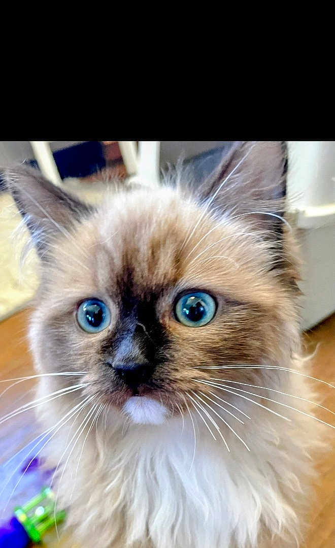 Happy joined the competition — help win amazing prizes! cat, kitten, blue_eyes, fluffy, whiskers, close_up, portrait, pet, indoor, fur, cute, wide_eyes, muzzle, nose, ragdoll_like, toy, wood_floor, face, attention, curious