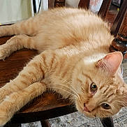Samson is registered to the contest to win money with this photo: cat, orange_tabby, feline, pet, domestic_animal, wooden_chair, fur, whiskers, paws, relaxed, indoor, closeup, animal, laying_down, chair_leg, floor_rug, home, resting, cute, sleepy