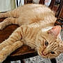 cat, orange_tabby, feline, pet, domestic_animal, wooden_chair, fur, whiskers, paws, relaxed, indoor, closeup, animal, laying_down, chair_leg, floor_rug, home, resting, cute, sleepy