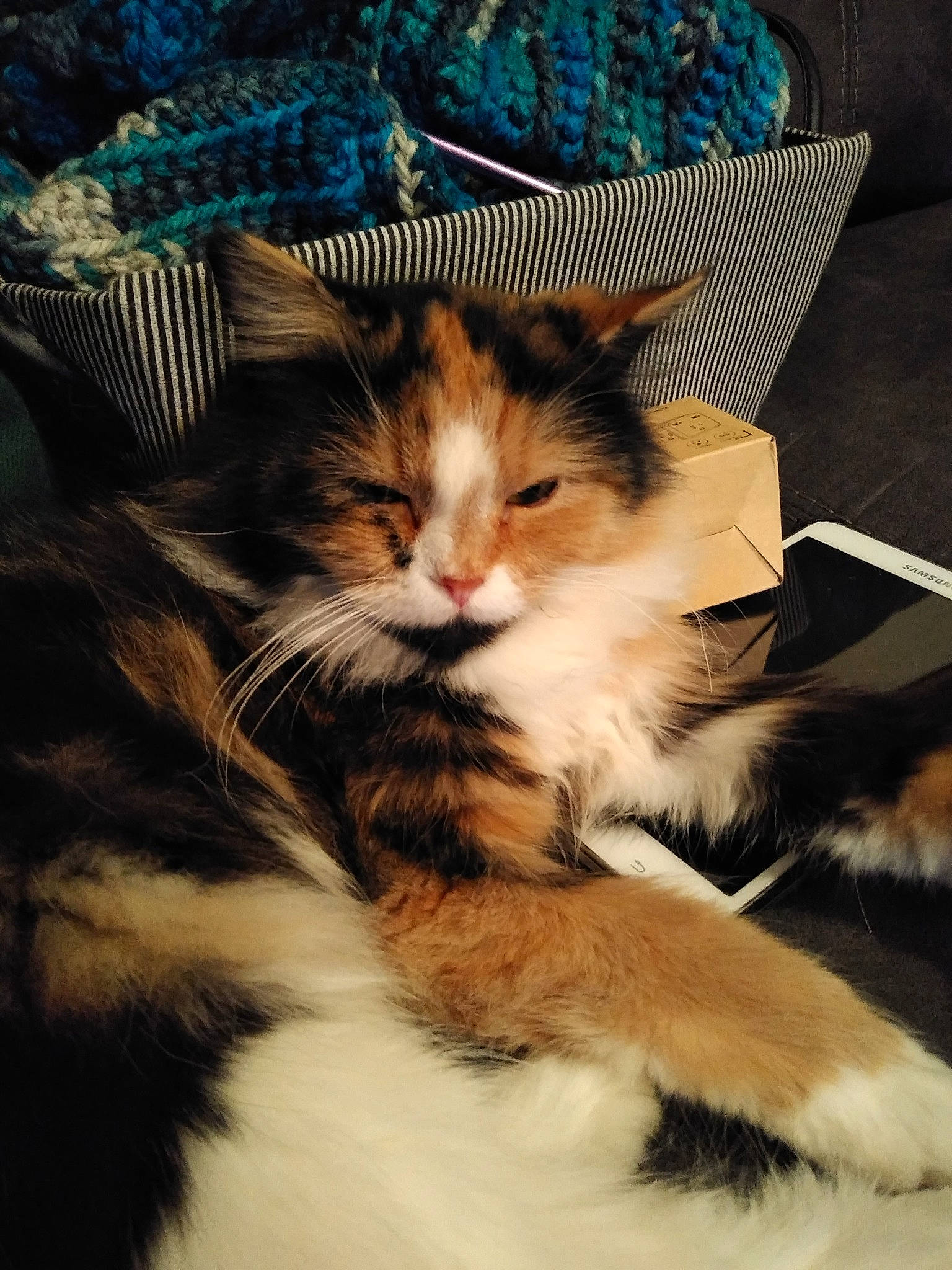 Luna joined the competition — help win amazing prizes! blue, box, carnivore, cat, claw, comfort, domestic_short_haired_cat, fawn, felidae, fur, lap, pattern, paw, sky, small_to_medium_sized_cats, snout, tail, textile, whiskers, wood