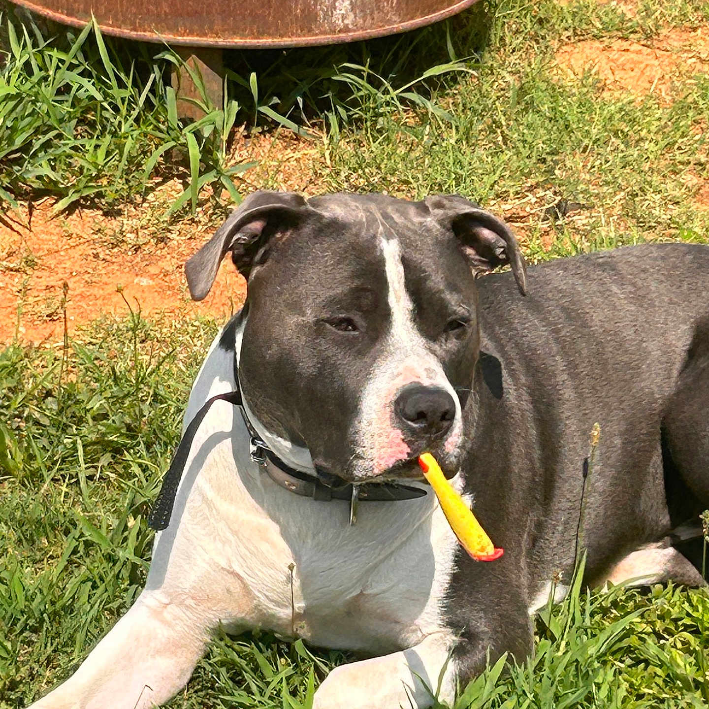 Doobie joined the competition — help win amazing prizes! alloywheel, animal, canine, car, carwheel, dog, grass, herbal, herbs, lawn, machine, pet, plant, pottedplant, puppy, spoke, tire, transportation, vehicle, wheel