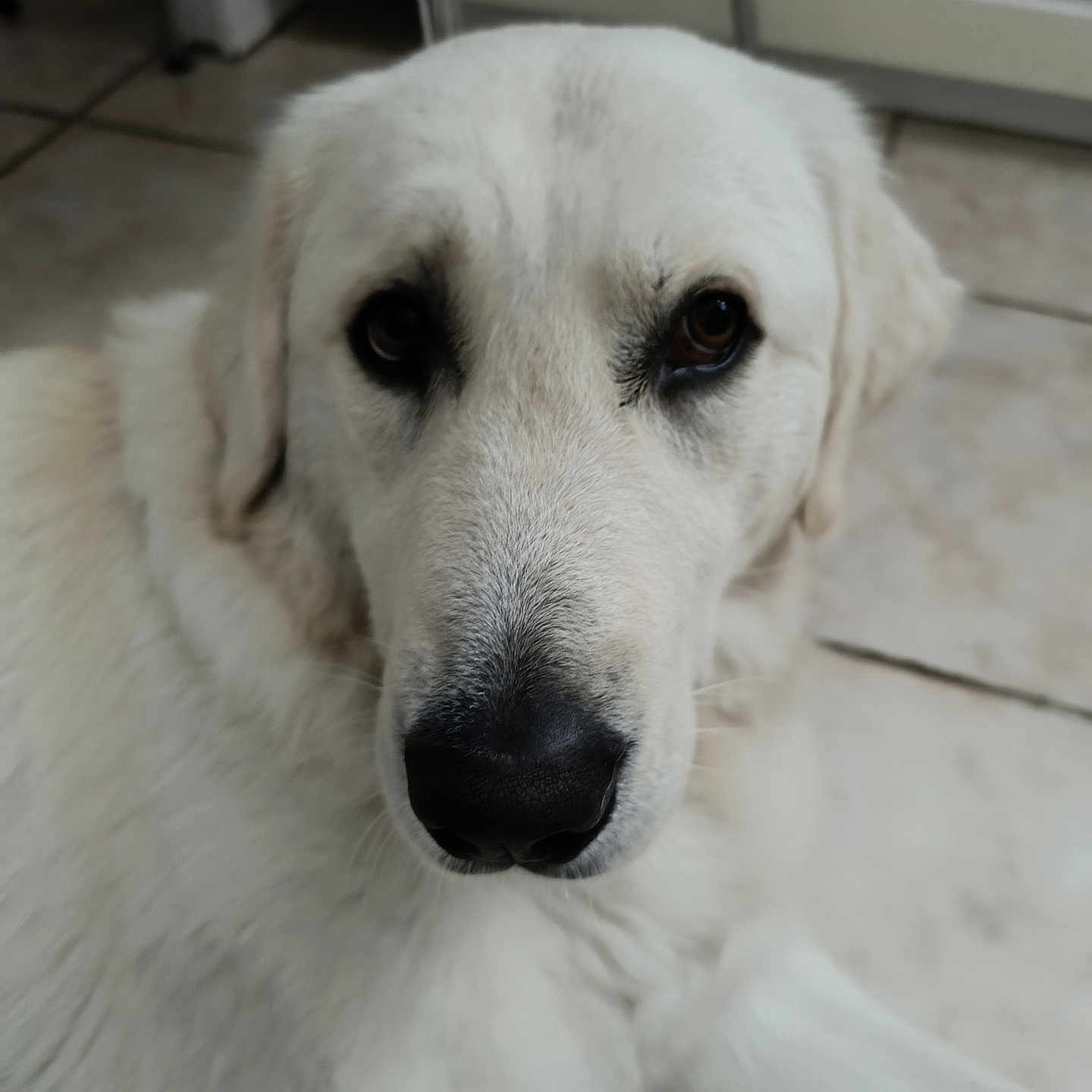 Arka a rejoint le concours — aidez-le/la à gagner de superbes lots ! dog, white_dog, close_up, indoor, floor, tile_floor, pet, canine, fur, nose, eyes, ears, kitchen, cabinet, chair_leg, animal, portrait, laying_down, domestic_animal, mammal