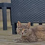 animal, background, calm, cat, chair, close_up, daylight, domestic_cat, fur, furniture, gray_cat, green_eyes, lying_down, nature, outdoor, pet, relaxed, resting, texture, wooden_deck