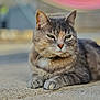 animal, blurred_background, cat, close_up, concrete, cute, daylight, feline, fur, green_eyes, mammal, outdoor, paws, pet, portrait, relaxed, resting, tabby_cat, texture, whiskers