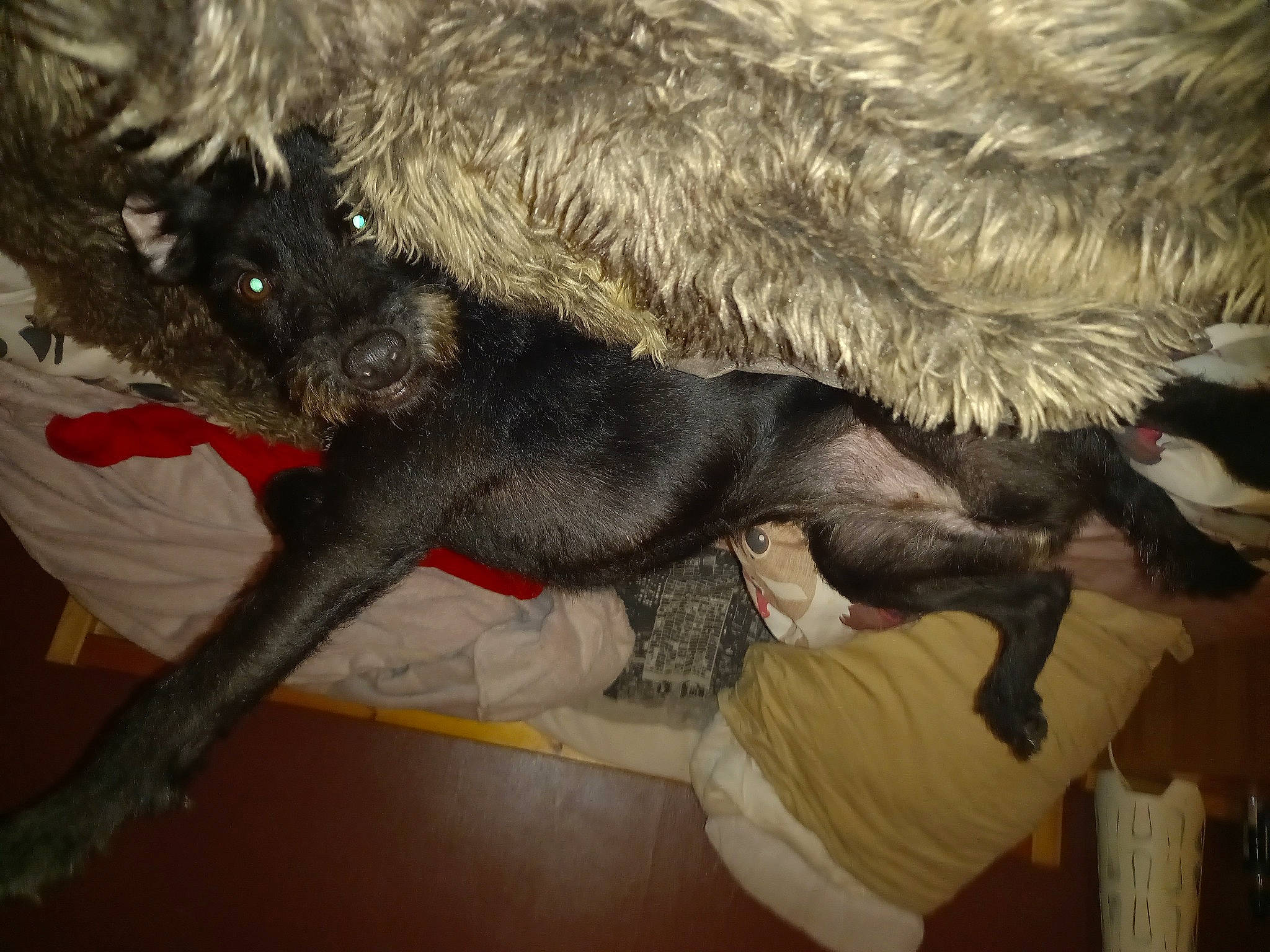 Hope joined the competition — help win amazing prizes! canidae, carnivore, claw, companion_dog, dog_breed, felidae, fur, fur_clothing, sculpture, small_to_medium_sized_cats, snout, sporting_group, tail, terrestrial_animal, toy, tree, wood, wrinkle